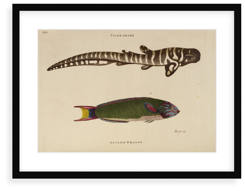‘Tiger Shark’ and ‘Zeylon Wrasse’ by Peter Mazell