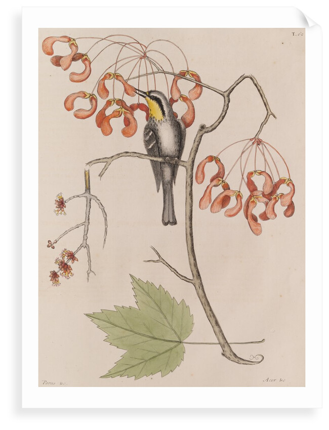Yellow-throated warbler by Mark Catesby