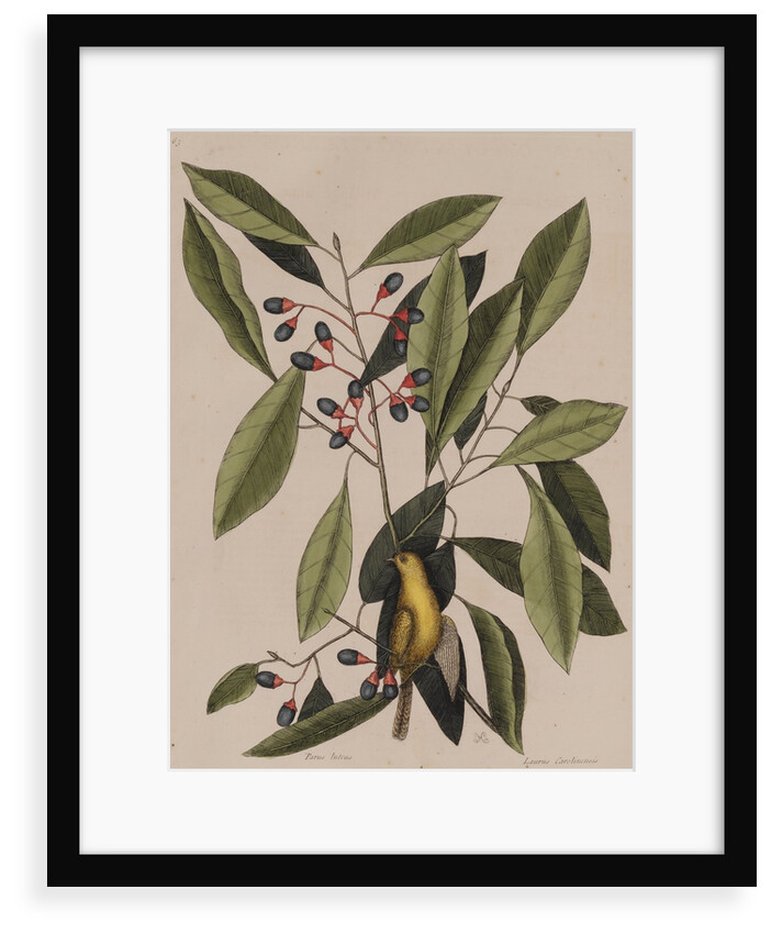Willow warbler by Mark Catesby