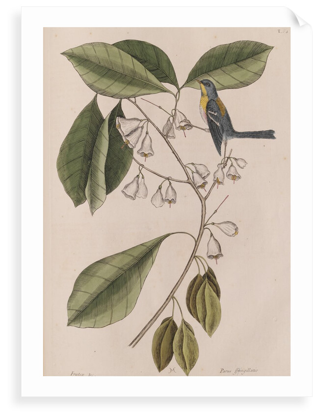 Creeper by Mark Catesby