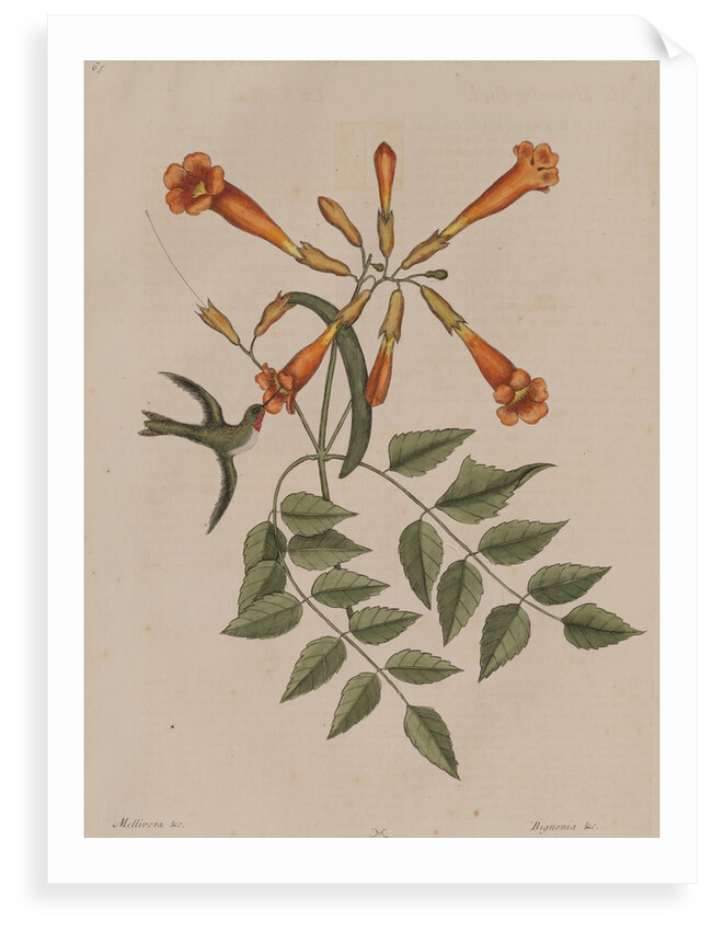 Hummingbird by Mark Catesby