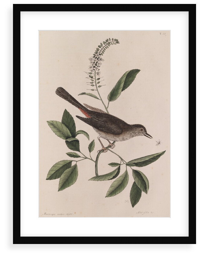 Grey songbird by Mark Catesby