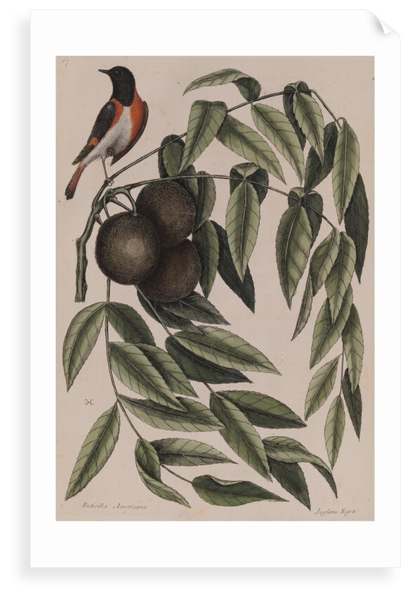 Common redstart by Mark Catesby