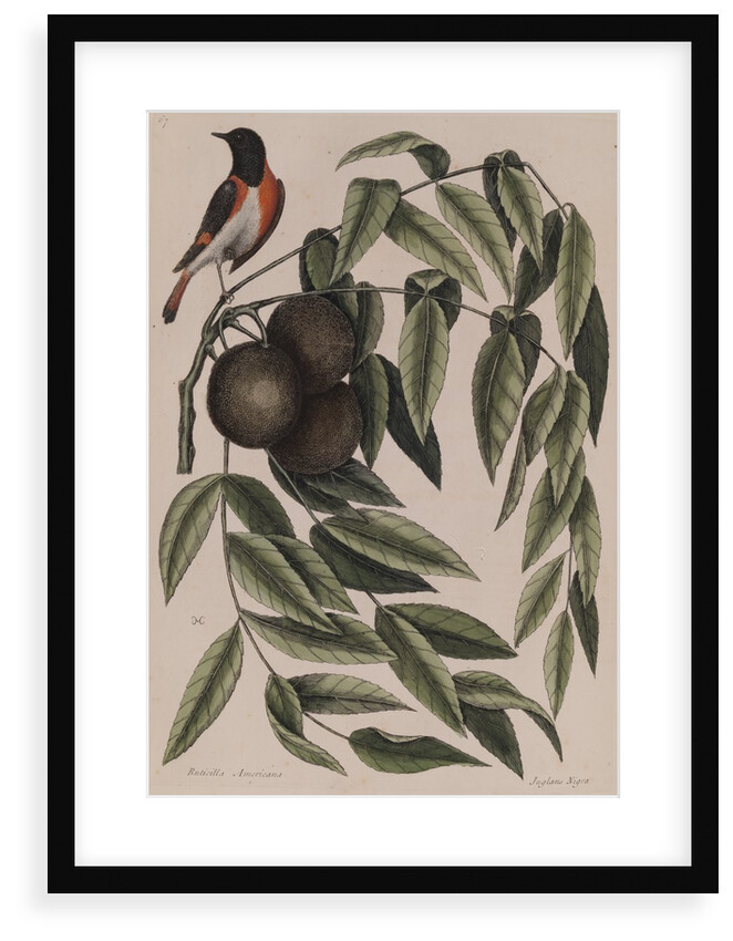 Common redstart by Mark Catesby