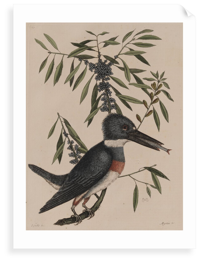 Kingfisher by Mark Catesby