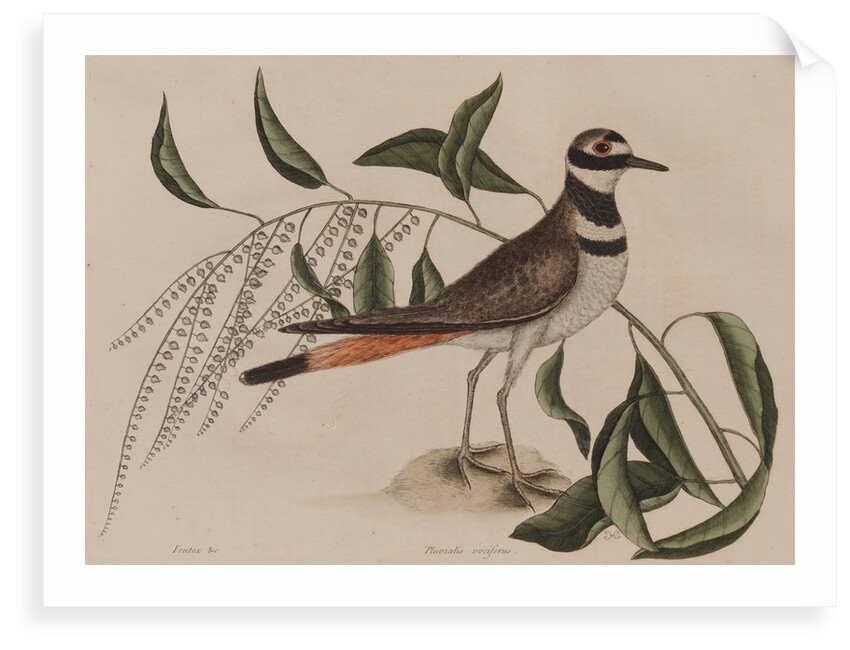 Killdeer by Mark Catesby