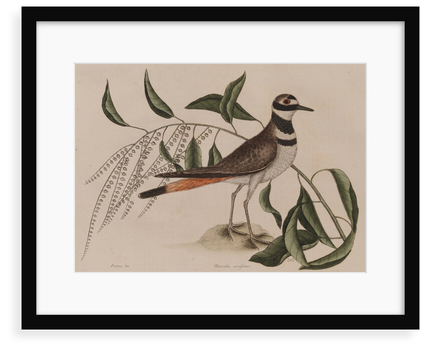 Killdeer by Mark Catesby