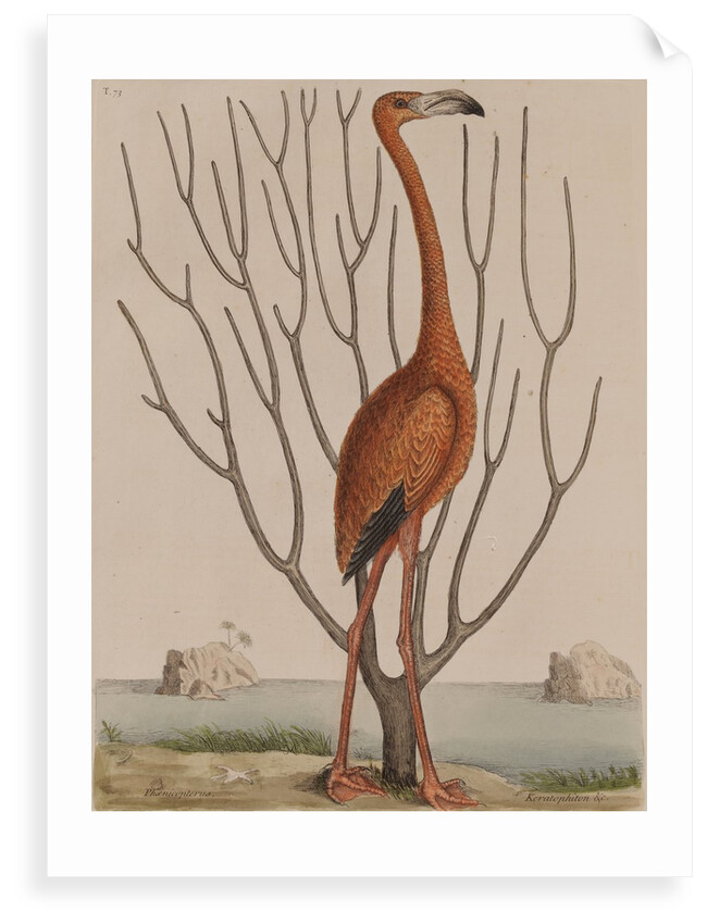 Flamingo by Mark Catesby