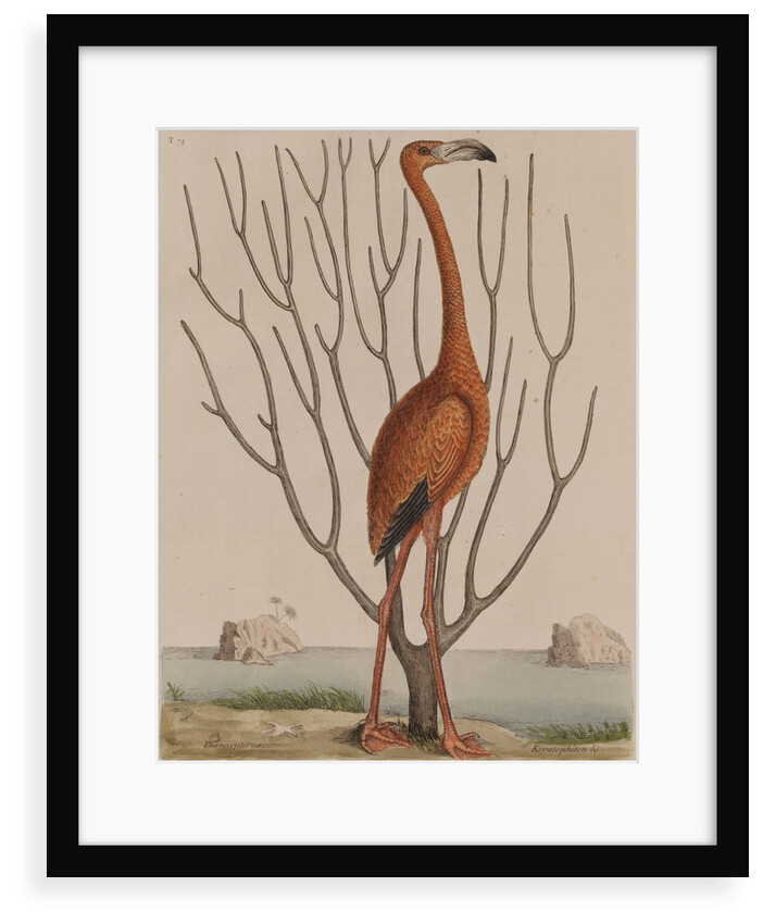Flamingo by Mark Catesby