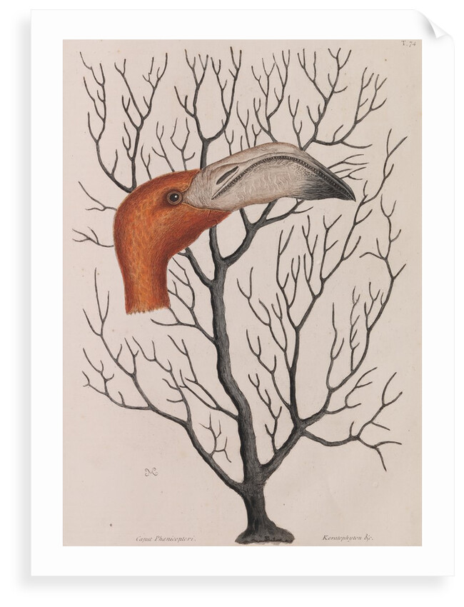 Flamingo head by Mark Catesby