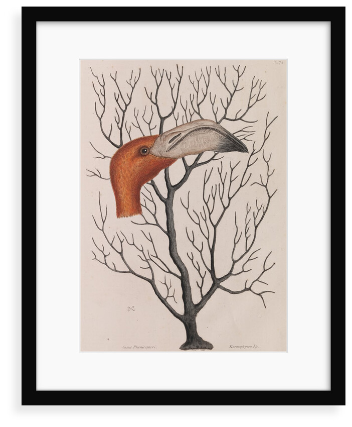 Flamingo head by Mark Catesby