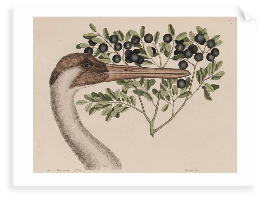 Whooping crane head by Mark Catesby