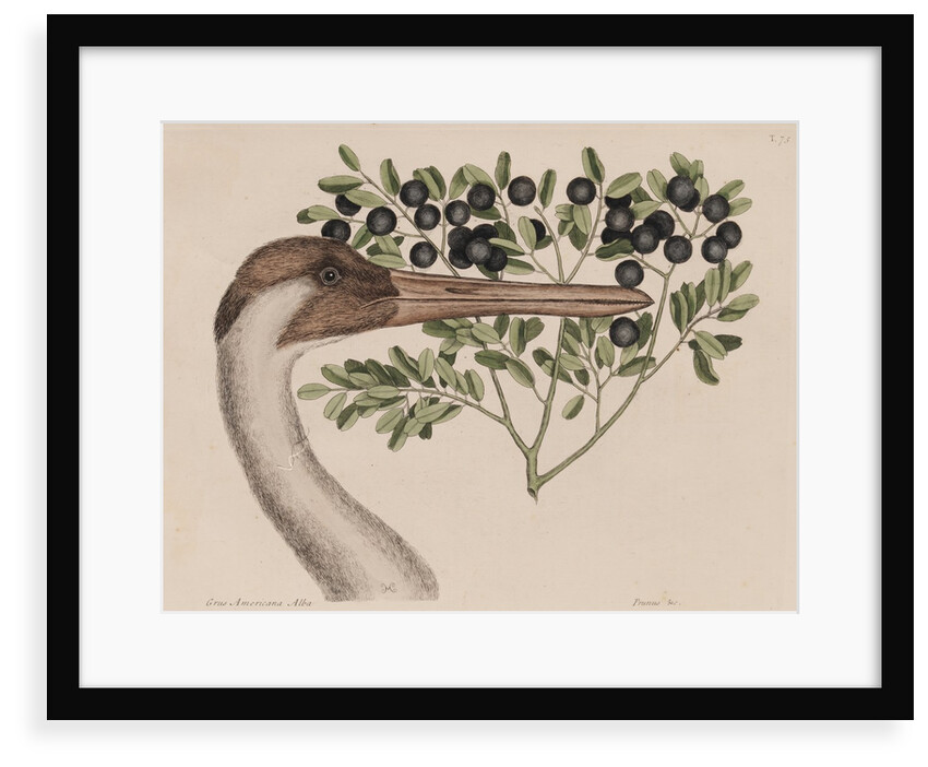 Whooping crane head by Mark Catesby