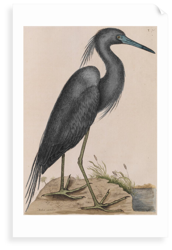 Little blue heron by Mark Catesby