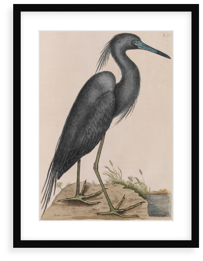 Little blue heron by Mark Catesby