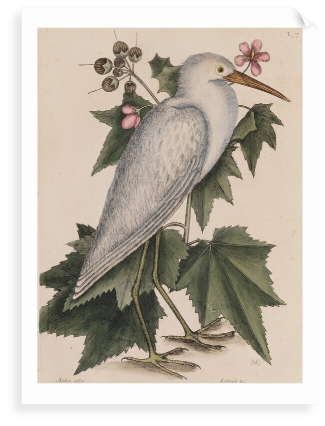 Little egret by Mark Catesby