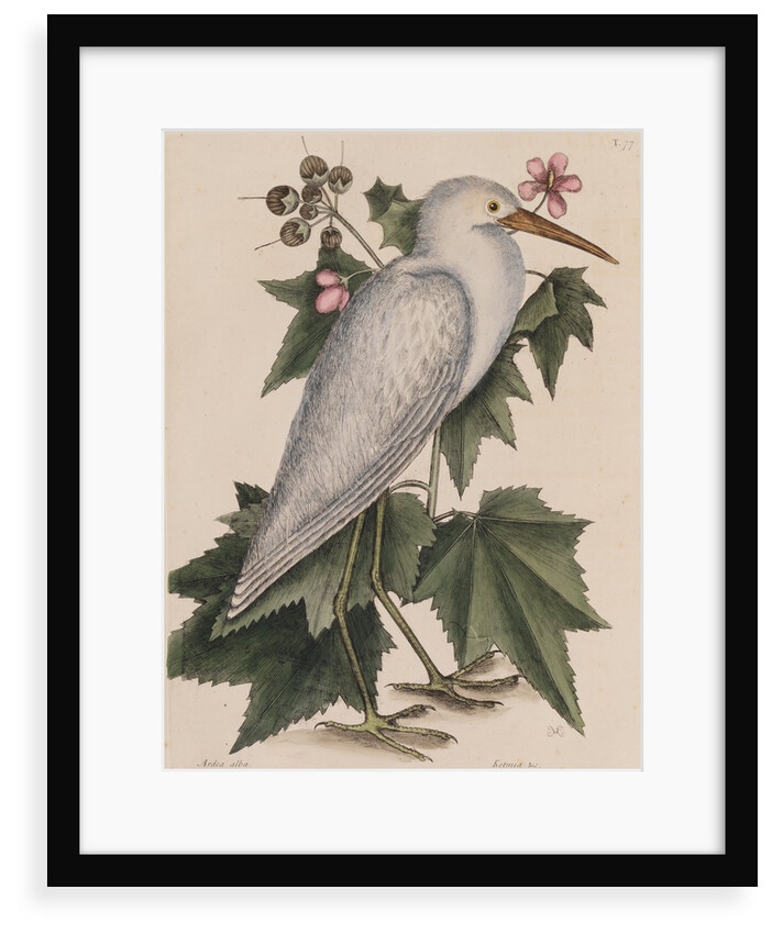 Little egret by Mark Catesby