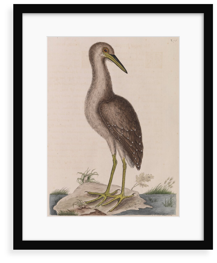 American bittern by Mark Catesby