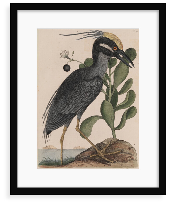 Black bittern by Mark Catesby