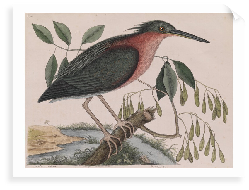 Little bittern by Mark Catesby