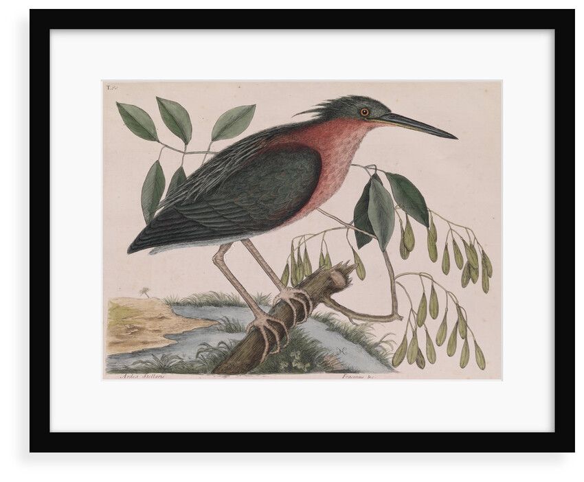 Little bittern by Mark Catesby