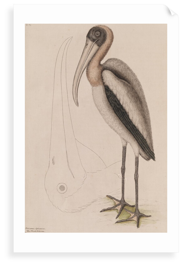 Wood ibis by Mark Catesby
