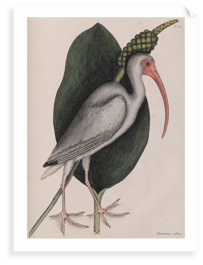 American white ibis by Mark Catesby
