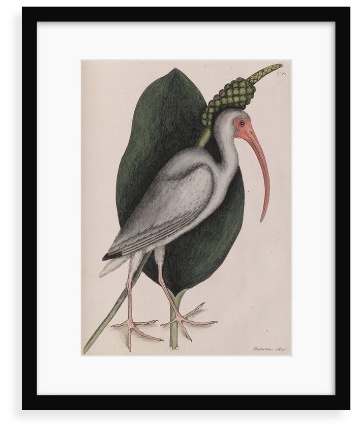 American white ibis by Mark Catesby
