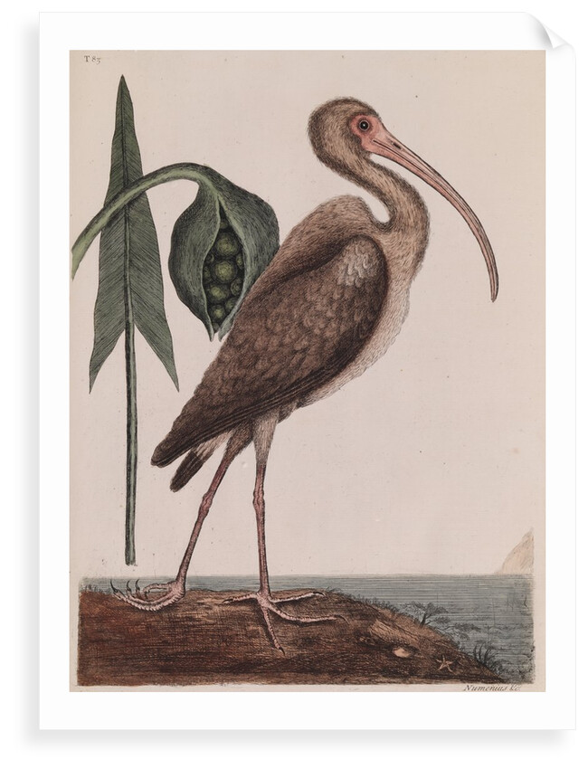 Curlew by Mark Catesby