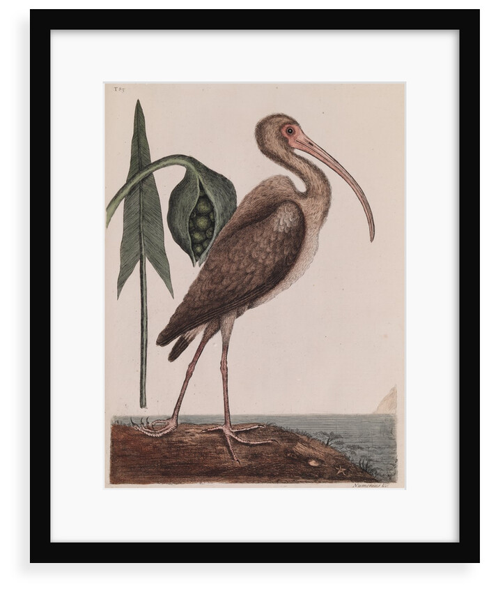 Curlew by Mark Catesby