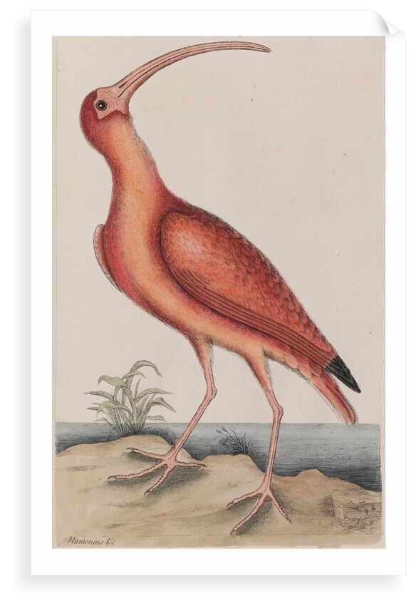 Scarlet ibis by Mark Catesby