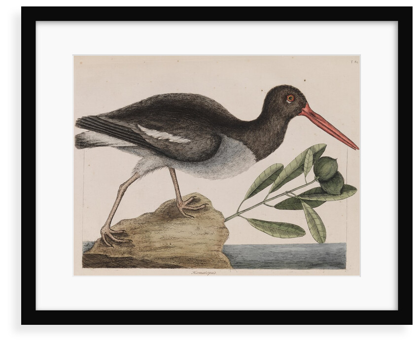 American oystercatcher by Mark Catesby