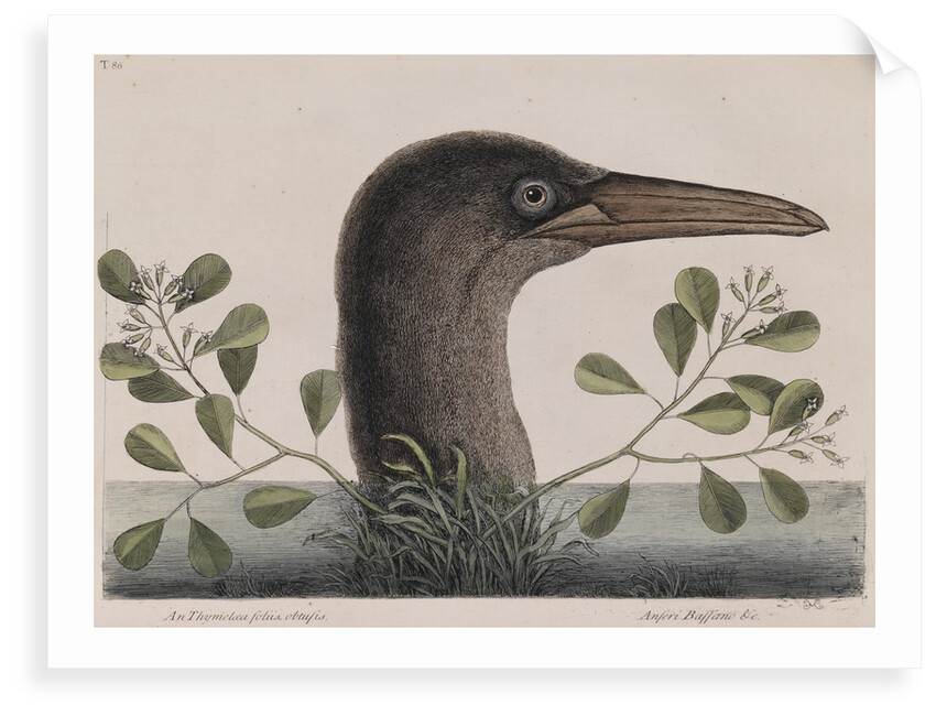 Brown booby by Mark Catesby
