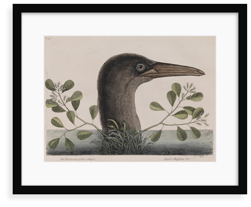 Brown booby by Mark Catesby