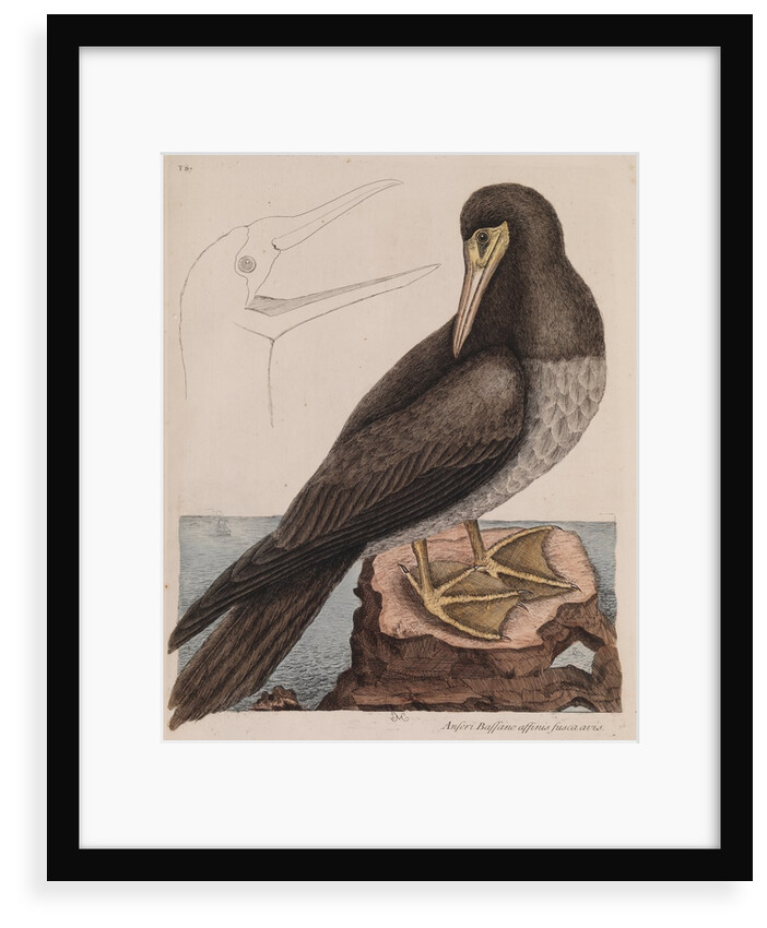 Brown booby by Mark Catesby