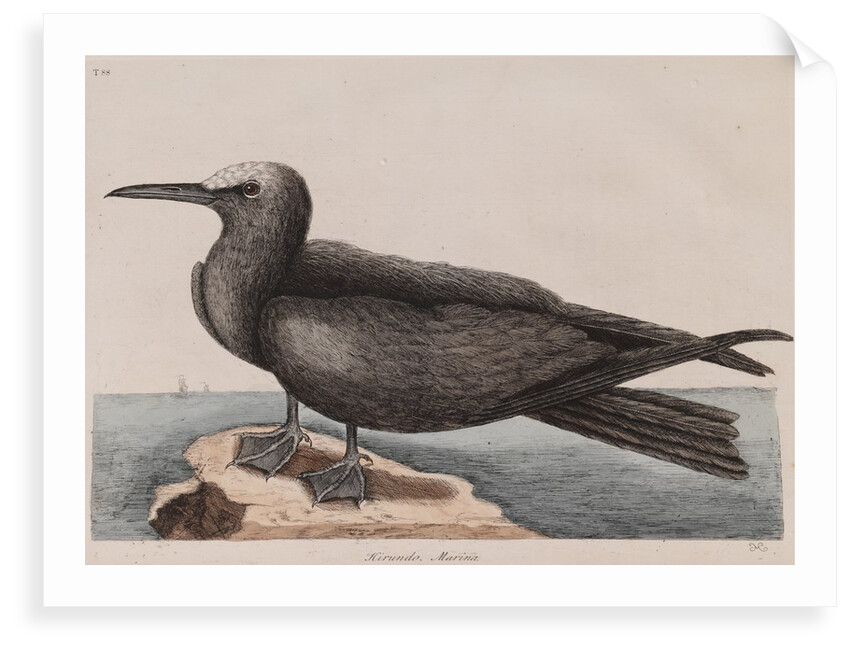 White-capped noddy by Mark Catesby