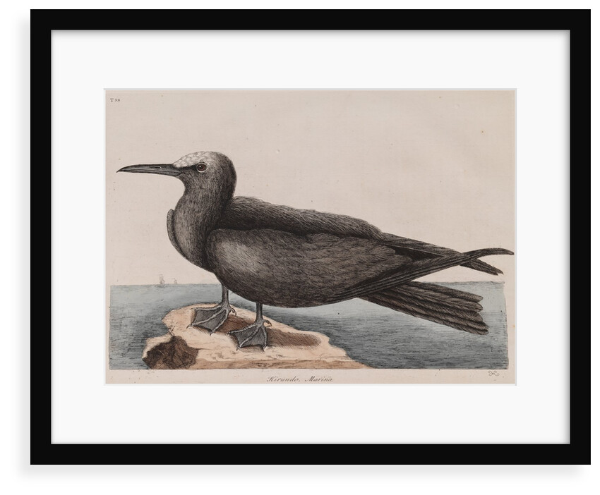 White-capped noddy by Mark Catesby