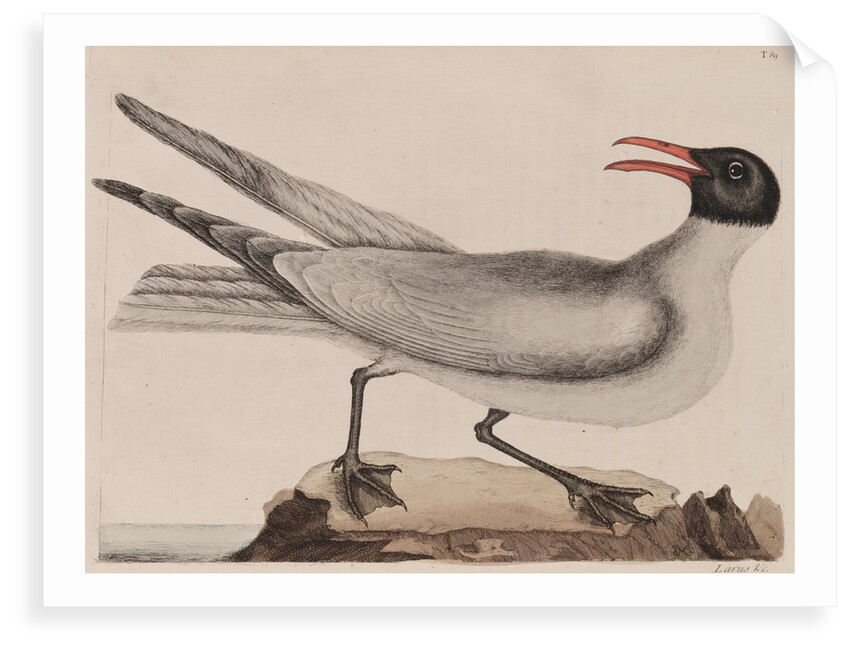 Laughing gull by Mark Catesby