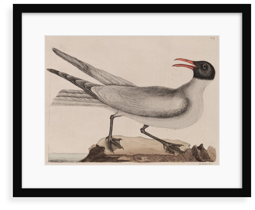 Laughing gull by Mark Catesby