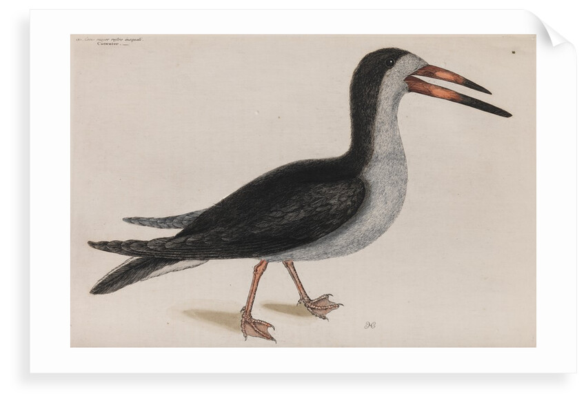 Black skimmer by Mark Catesby