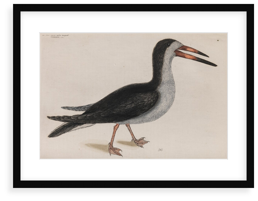 Black skimmer by Mark Catesby