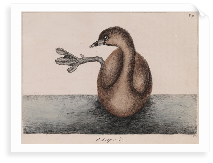Pied-billed grebe by Mark Catesby