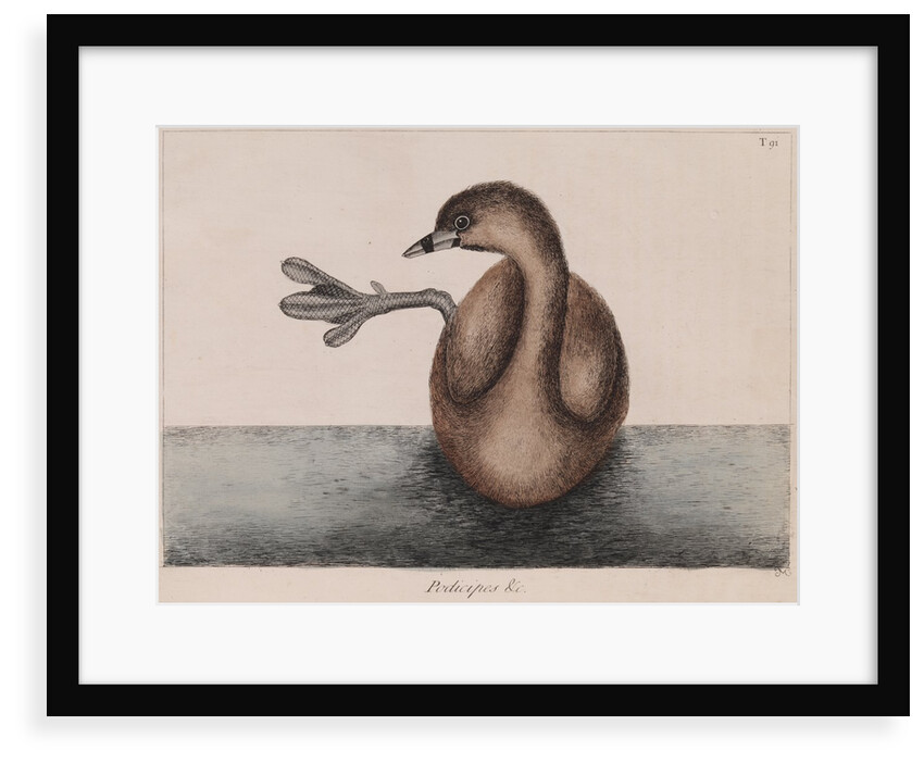 Pied-billed grebe by Mark Catesby