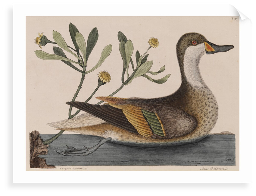 White-cheeked pintail by Mark Catesby