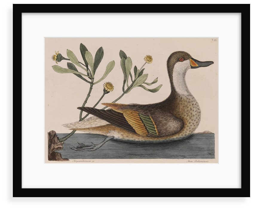 White-cheeked pintail by Mark Catesby