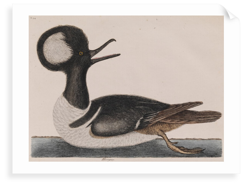 Hooded merganser by Mark Catesby