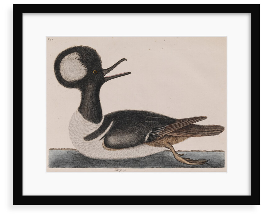 Hooded merganser by Mark Catesby