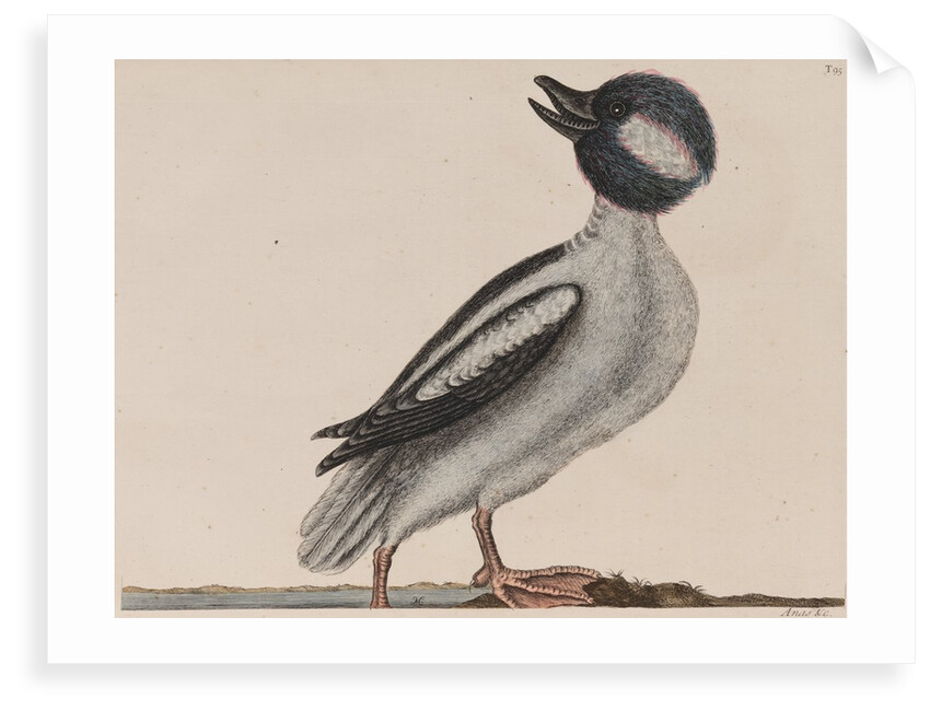Male bufflehead by Mark Catesby