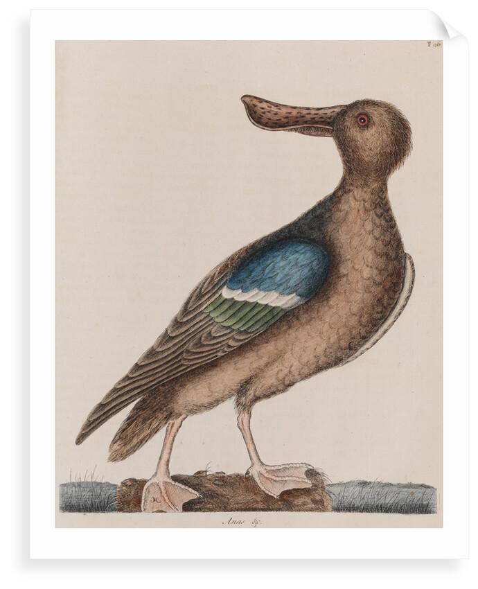 Blue-winged shoveler by Mark Catesby