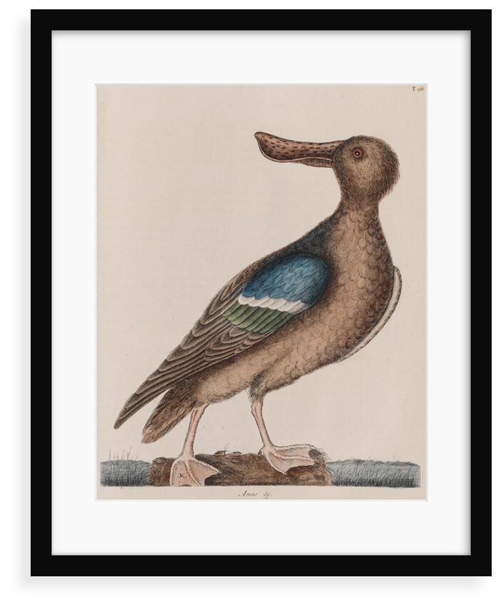 Blue-winged shoveler by Mark Catesby